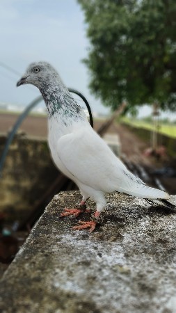 બાજરો નર અને બાજરી માદી