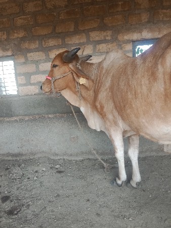 थंबनेल 3