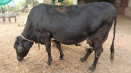 थंबनेल 2