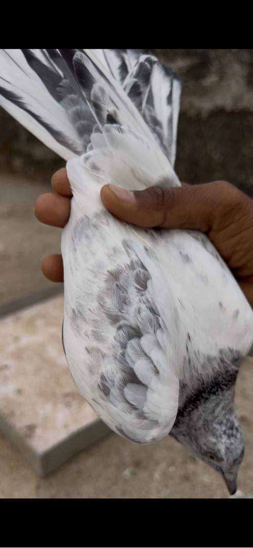 थंबनेल 3