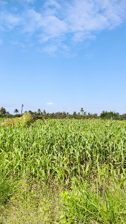 લીલી જવાર