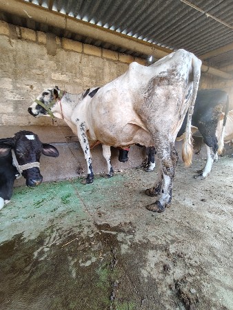 थंबनेल 2