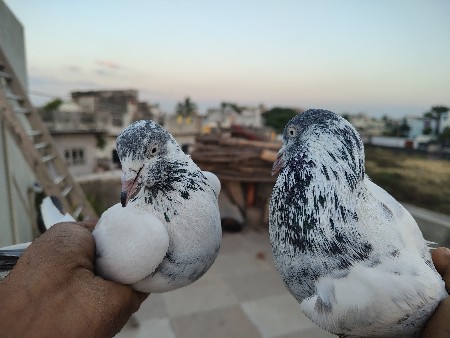 sahranpuri pair