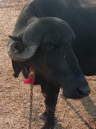 ભેંસ વેચવાની છે