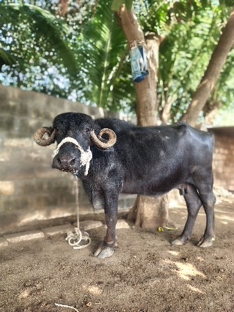 ભેંશ વેચવા ની છે.