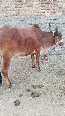 थंबनेल 2