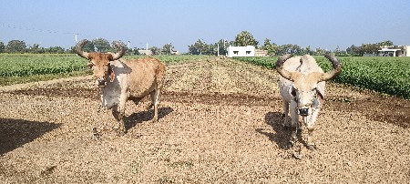 બળદ વેચવાના છે