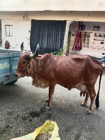 ગાય વેચવાની છે