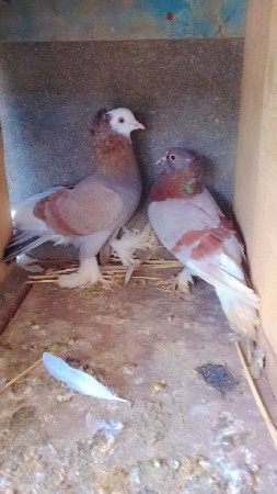 थंबनेल 2