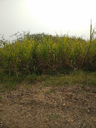 8632 લાલ શેરડી વેચવાની છે