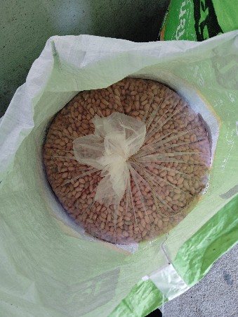 મગફળી ૩૯