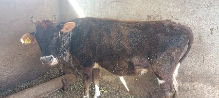 थंबनेल 3