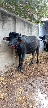 थंबनेल 3