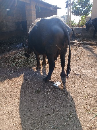 ભેસ વેચાણ છે