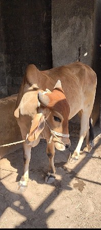 ગોઢલા લેવા નો શે ટુ કોપી