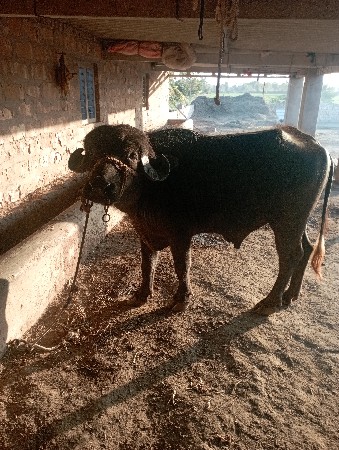 પાડો વેચવાનો છે