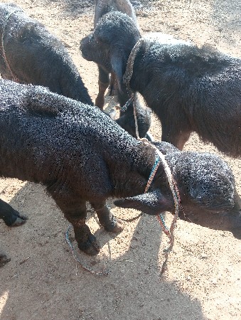 7,ભેસ ફૉટા