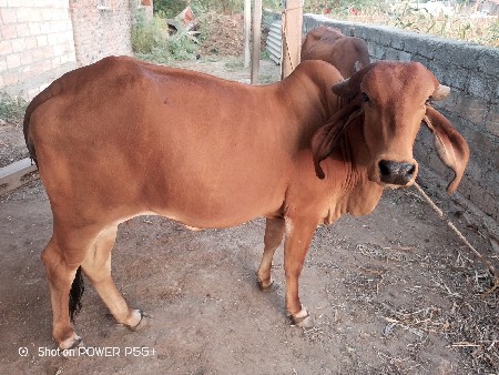 ગીર વાછડી વેચવા ની છે