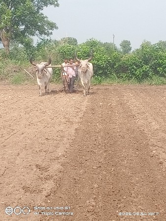 બળદ વેચવાના છે