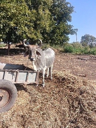 બળદ વેચવાનો છે