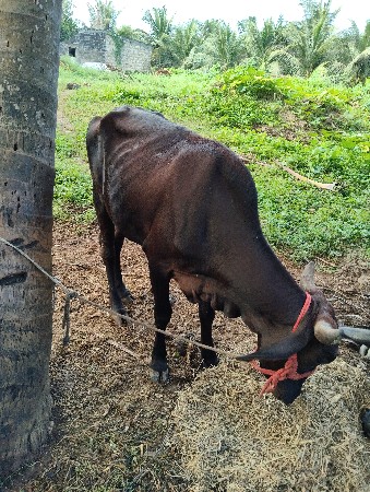 थंबनेल 2