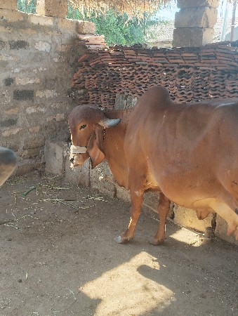 ગીર ગાય વેચવાની છે