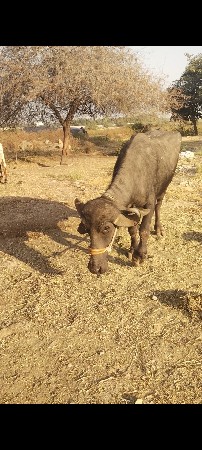 थंबनेल 3