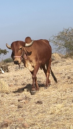 ગીર ગાય