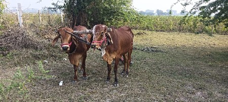 થંબનેલ 3