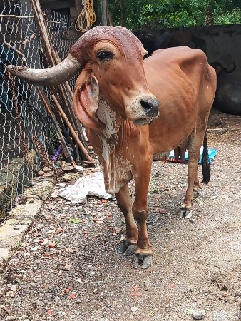 સાટા માં ઘોડી ઘોડો હલે