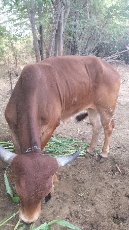 દેહણ ઞાય બેસવાની છે