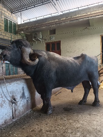 थंबनेल 3