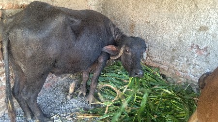 थंबनेल 2