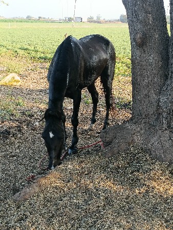 ઘોડી વેસ્વની સે