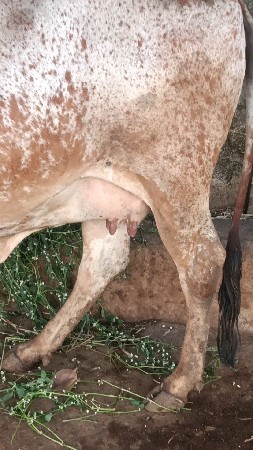 थंबनेल 3