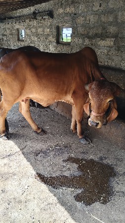 ગીર ગાય વેચવાની છે