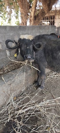 ભેંસ વેચવાની છે