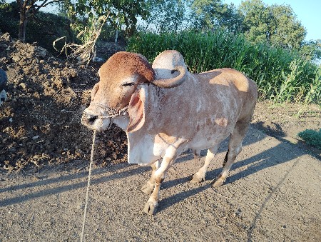 थंबनेल 3