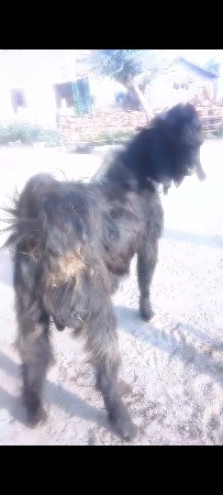 બકરો વેચવાનો છે