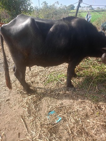 થંબનેલ 3