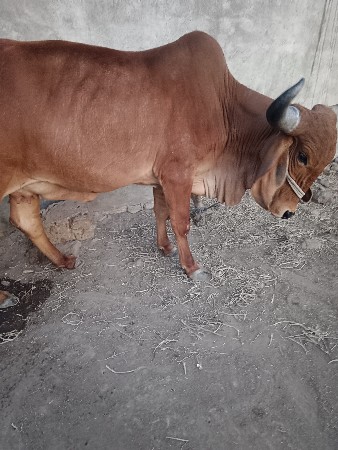 थंबनेल 2