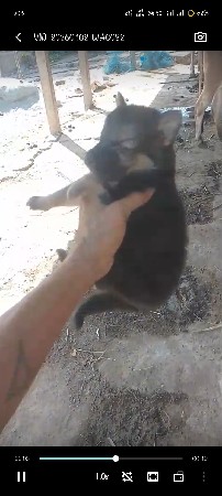 જર્મન શેફર્ડ ડબલ કોટ પપ્પી