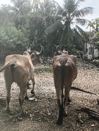 थंबनेल 2