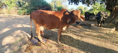 ગાય વેચવાની છે