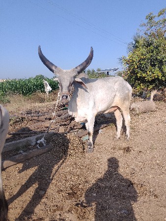 थंबनेल 3