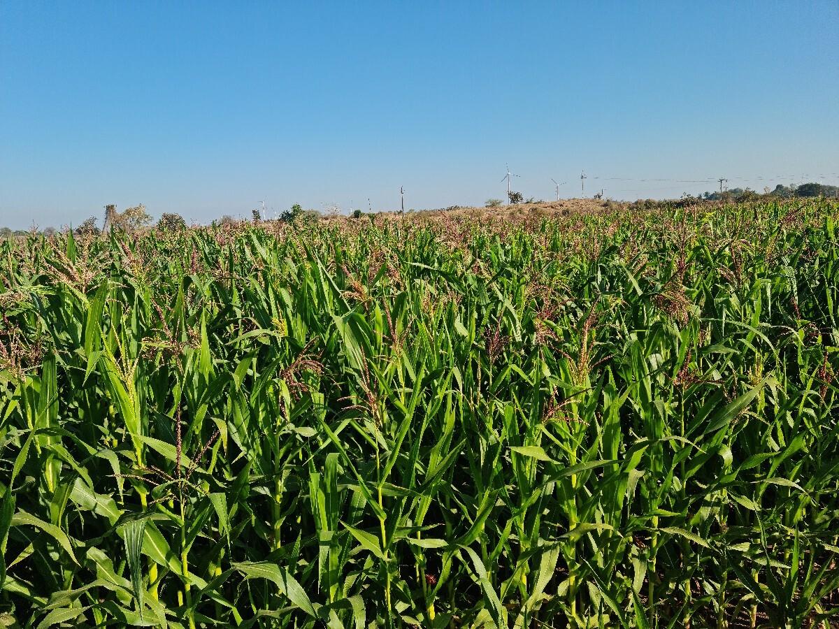 લીલી મકાઈ