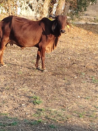 थंबनेल 3