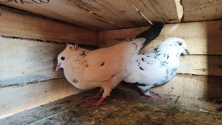 કબુતર વેચવાના છે 600 જોડી|