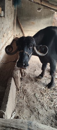 1ભેસ 4વેતર
2ભેસ 3વેતર