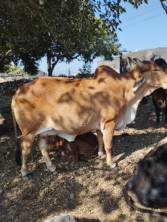 વેચવાની